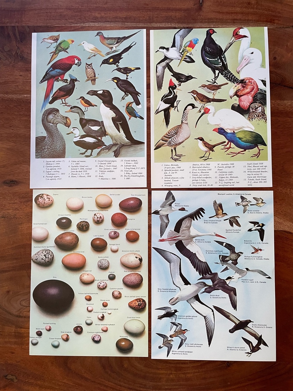 1960s Vintage Bird Prints Set of 4 Bookplates Book Pages